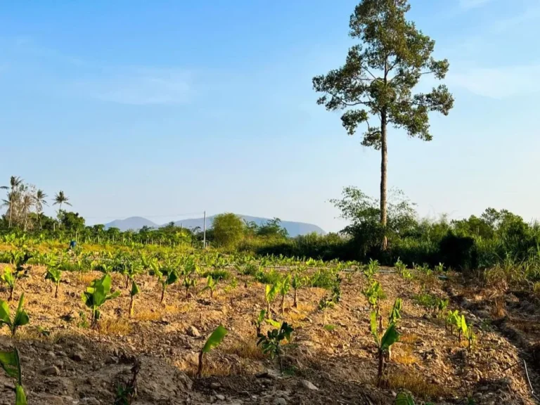 ที่ดินติดน้ำ 2 ไร่ หนองหญ้าปล้อง เพชรบุรี ลงเล่นน้ำได้