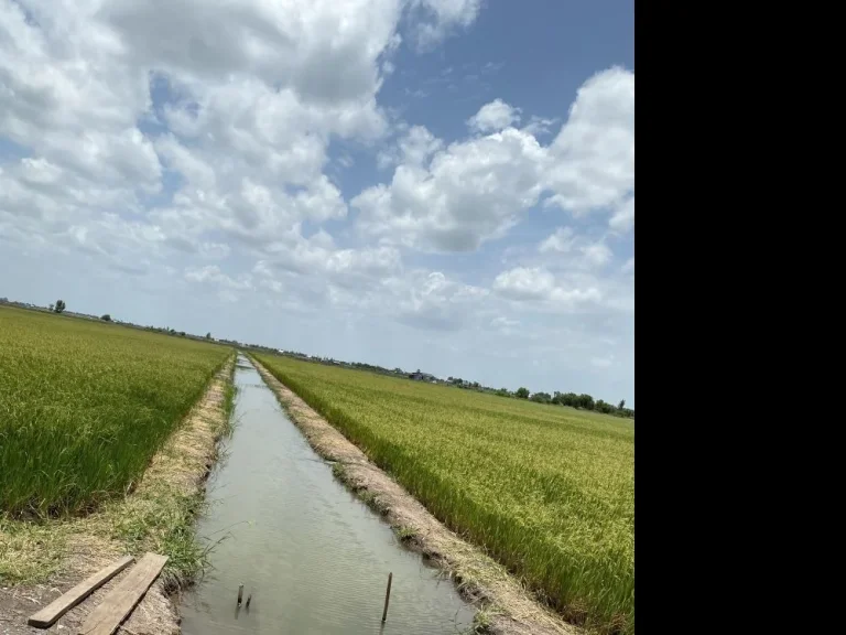 ขายที่ดินจังหวัดสุพรรณบุรี อสองพี่น้อง ใกล้วัดไผ่โรงวัว