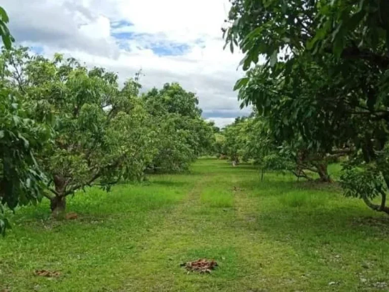 ขายสวนผสมผสาน สันป่าตอง 3 ไร่ 1งาน ครุฑแดง พร้อมโอน เชียงใหม่