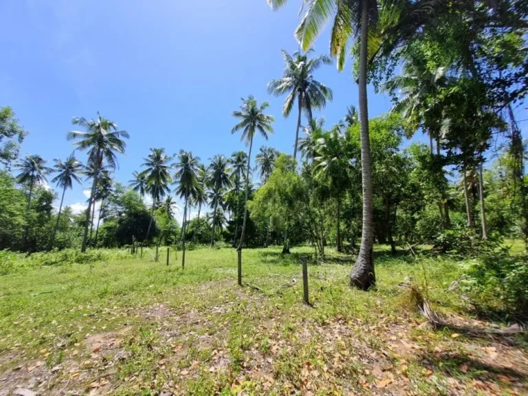 ที่ดินติดทะเล หาดยาว ในจังหวัดกระบี่ ที่ดินทำเลทอง