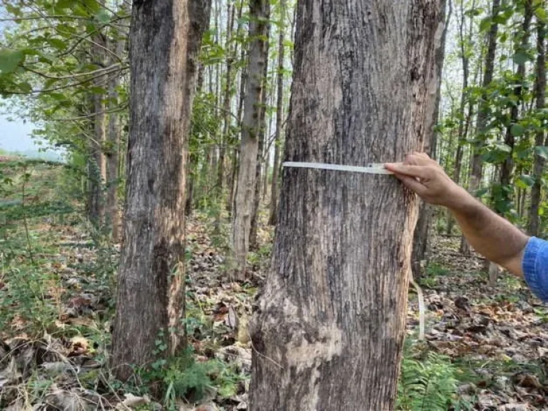 ขายที่ดินพร้อมไร่สัก ตำบลห้วยโป่ง อำเภอหนองไผ่