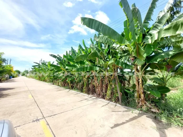 ที่ดินจัดสรร ซสุคะโต ถสะพานพระราม 8 เมืองปทุมธานี