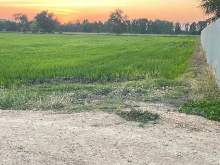 ขายที่ดิน ตดงพลับ 1 ไร่ เหมาะสำหรับทำบ้านพักอาศัย บ้านหมี่