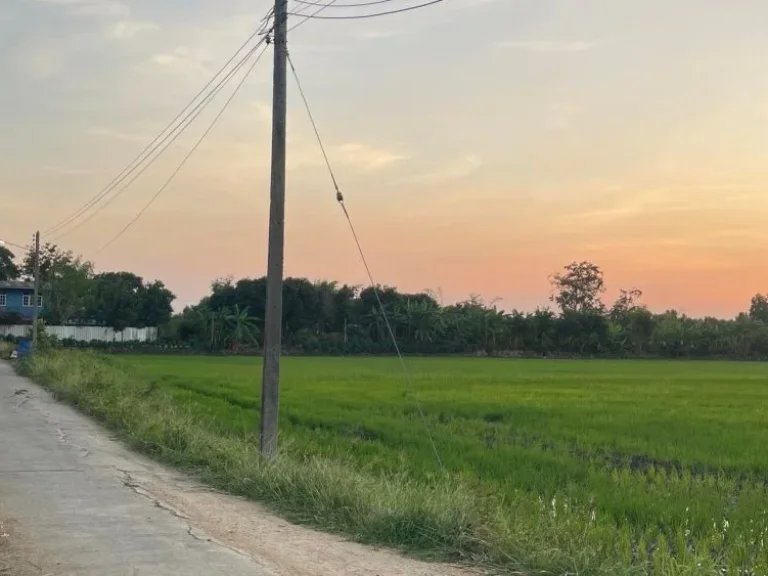 ขายที่ดิน ตดงพลับ 1 ไร่ เหมาะสำหรับทำบ้านพักอาศัย บ้านหมี่