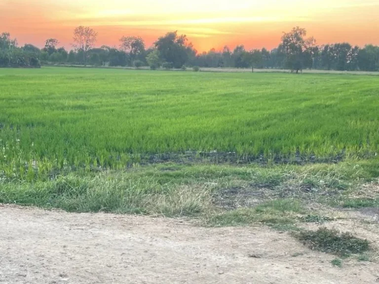 ขายที่ดิน ตดงพลับ 1 ไร่ เหมาะสำหรับทำบ้านพักอาศัย บ้านหมี่