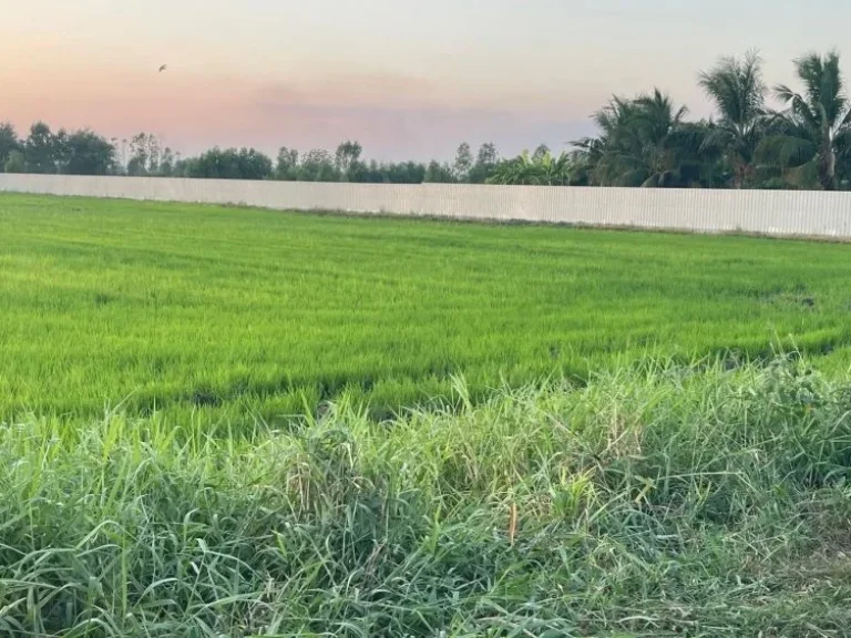 ขายที่ดิน ตดงพลับ 1 ไร่ เหมาะสำหรับทำบ้านพักอาศัย บ้านหมี่