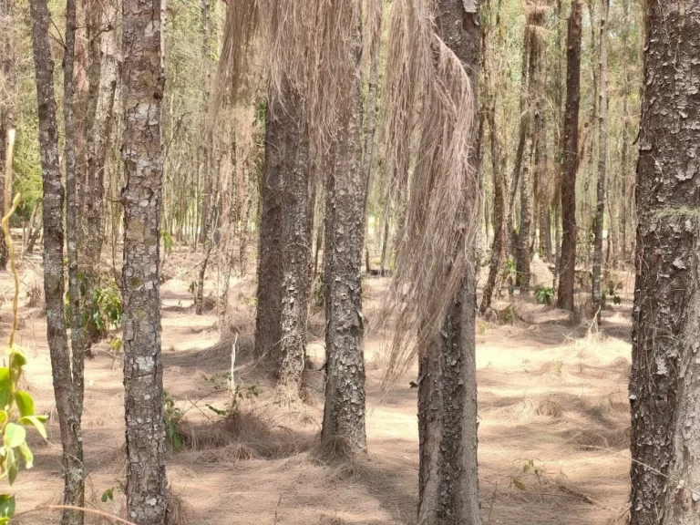 ขายที่ดินเปล่า 1 ไร่ใกล้หาดแหลมแม่พิมพ์ ที่ดินถมแล้วติดถนนมี