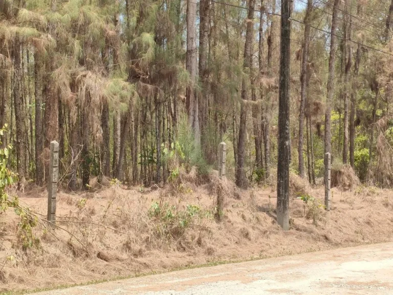 ขายที่ดินเปล่า 1 ไร่ใกล้หาดแหลมแม่พิมพ์ ที่ดินถมแล้วติดถนนมี