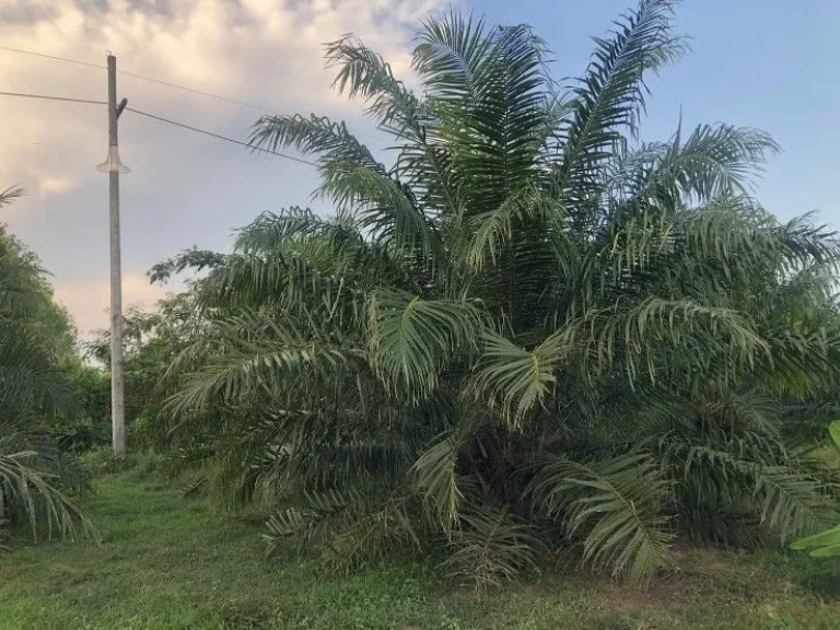 ขายที่ดินสวนปาล์ม ติดถนนสองด้าน อำเภอป่าพะยอม จังหวัดพัทลุง