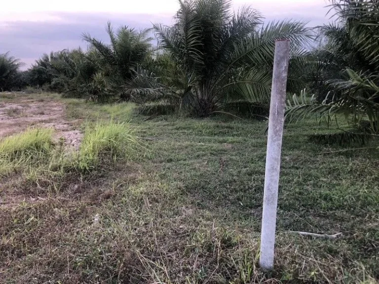 ขายที่ดินสวนปาล์ม ติดถนนสองด้าน อำเภอป่าพะยอม จังหวัดพัทลุง