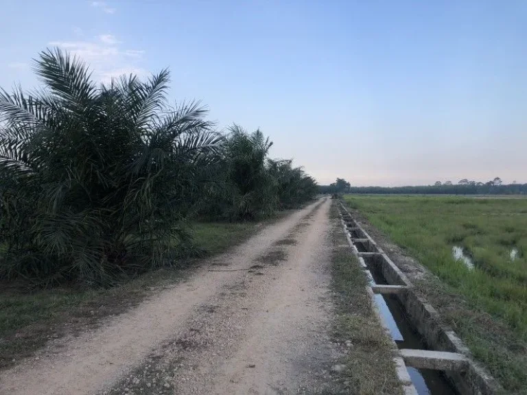 ขายที่ดินสวนปาล์ม ติดถนนสองด้าน อำเภอป่าพะยอม จังหวัดพัทลุง