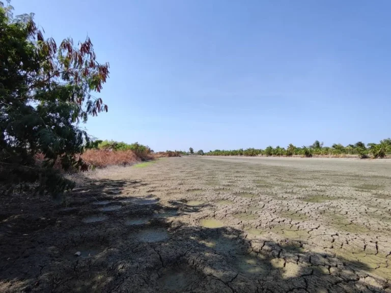 ขายที่ดิน ซอยวัดศรีวารีน้อย บางเสาธง สมุทรปราการ 3ไร่