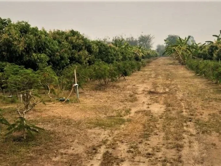 ที่สวนลำไยพร้อมบ้านหลังใหญ่ ติดถนน 2 ด้าน แม่สรวย ศรีถ้อย