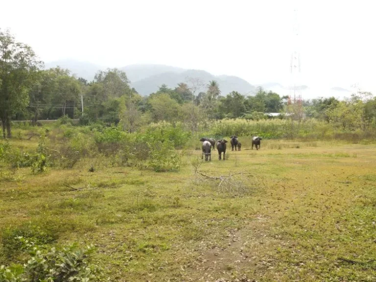 ขายที่ดิน 4 ไร่ มีโฉนด ติดถนนทางขึ้นเขื่อนศรีนครินทร์ มีไฟฟ้า