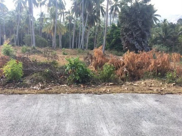 ขายที่ดินสวนมะพร้าวบนเนินเขา ใกล้หาดหน้าทอน เกาะสมุย