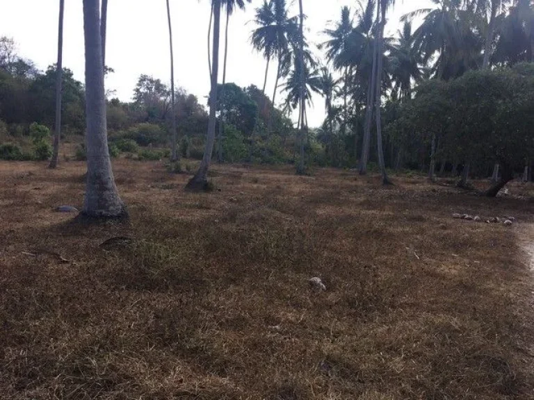 ขายที่ดินสวนมะพร้าวบนเนินเขา ใกล้หาดหน้าทอน เกาะสมุย