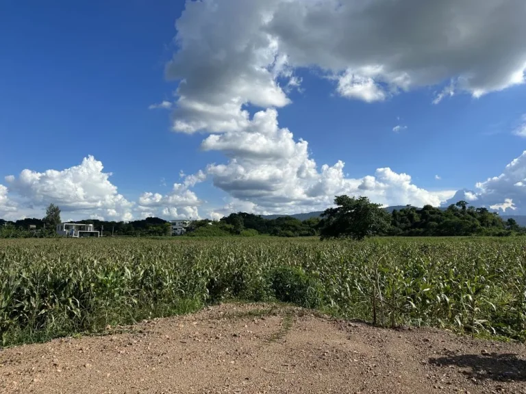 ขายที่ดินเขาใหญ่ ตหมูสี อปากช่อง 25ไร่ วิวเขา