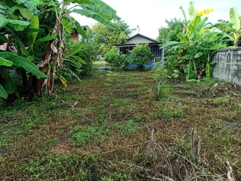 ขายที่ดิน ทำเลทอง อหางดง จเชียงใหม่ ตรงเส้นหลัก