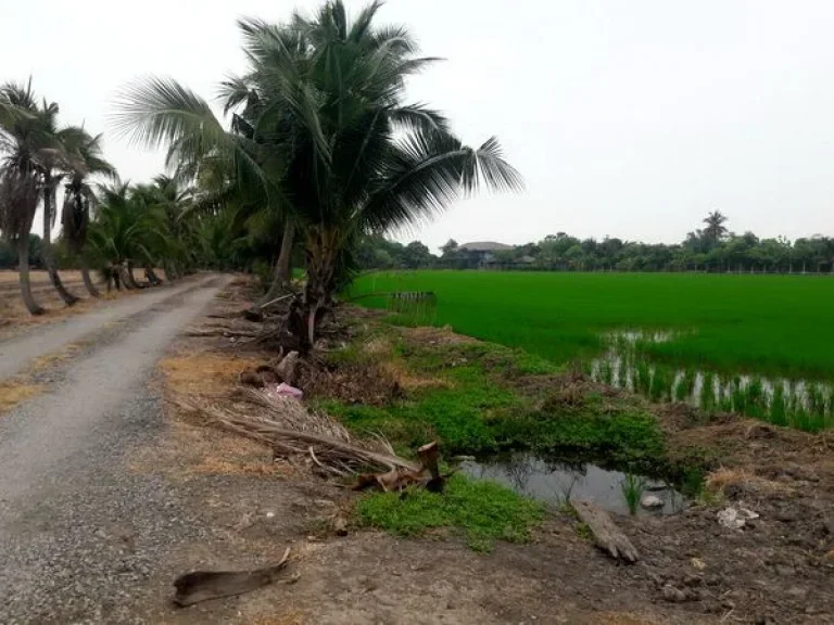 ขายที่ดิน ซอยวัดลำต้อยติ่ง ถนนสุวินทวงศ์ หนองจอก