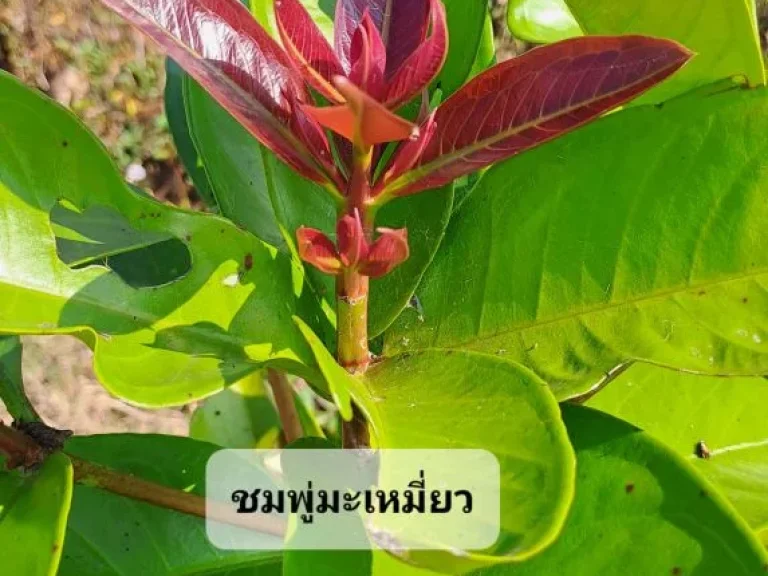 ขายไร่นาสวนผสม ติดถนนลาดยางติดคลอง ใกล้เซเว่นบ้านป่ารกฟ้า