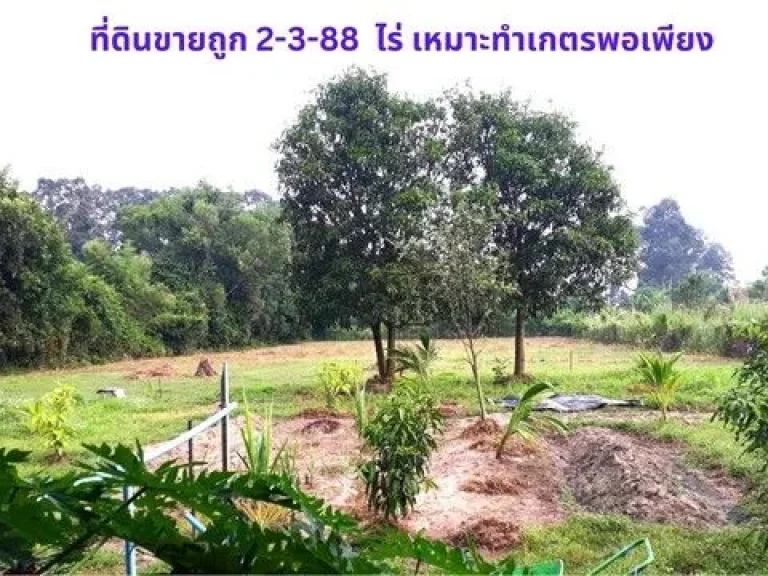 ขายที่ดิน 2-3-88 ไร่ พร้อมบ้านชั้นเดียว 1 หลัง