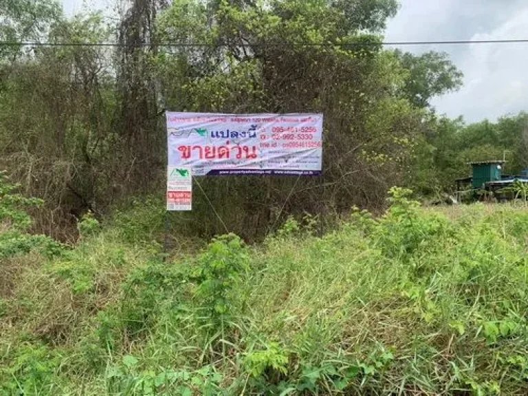 ขายที่ดินเปล่า100 ตรว ตรังสิตใต้ อธัญบุรี จปทุมธานี