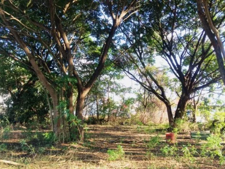 ขายที่ดินเปล่าสวยมาก ลำพูนใกล้วัดดอยติ ใกล้ถนนซุปเปอร์ไฮเวย์