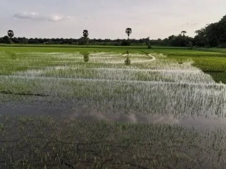 ขาย ที่ดิน หนองเสือ 511 ไร่ 2 งาน 28 ตรวา เหมาะทำ