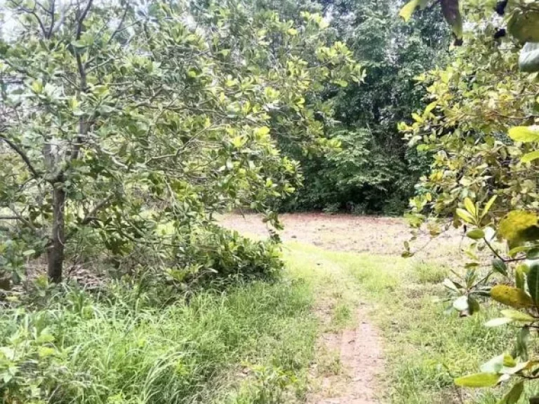 ที่ดินแปลงสวย หน้าติดถนนสายหลัก หลังติดคลอง อุตรดิตถ์