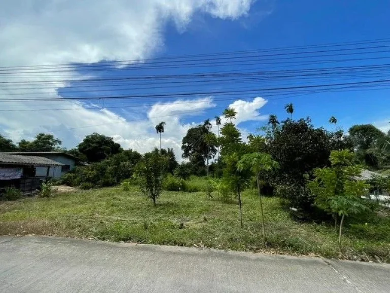 ขายที่ดินหนองตะพานติดถคอนกรีตเนื้อที่206ตรว