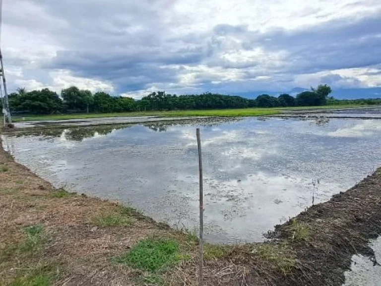 ขายที่นาดินดีน้ำดีไฟฟ้าพร้อม บ้านเหล่าดู่ ตหนองยวง