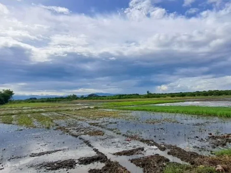 ขายที่นาดินดีน้ำดีไฟฟ้าพร้อม บ้านเหล่าดู่ ตหนองยวง