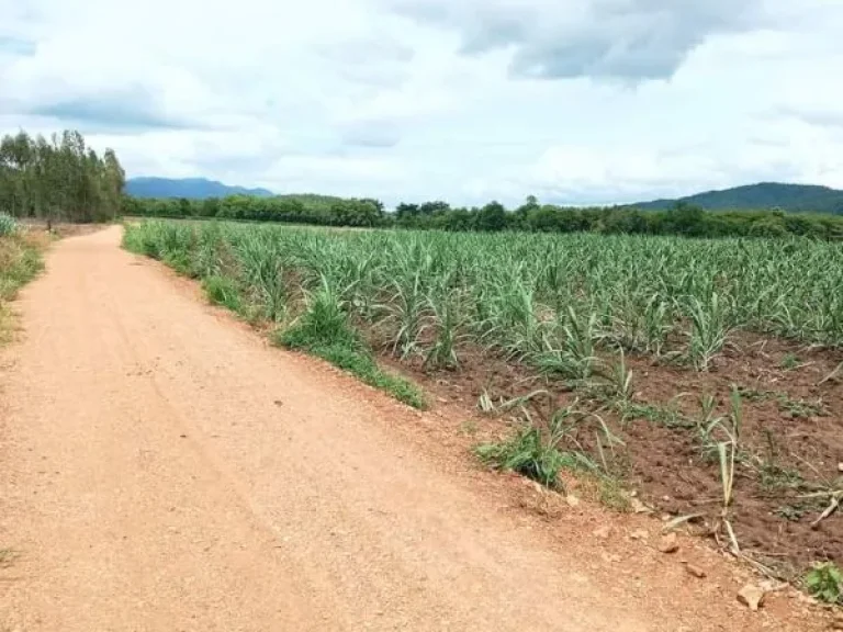 ที่ดินแปลงใหญ่ ที่ราบชายเขา วิวสวย ราคาถูก อุตรดิตถ์