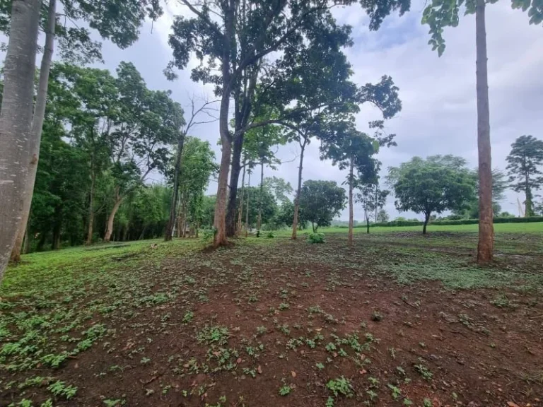 ขายที่ดินแม่ริม ที่เนิน วิวเขา ติดถนน ใกล้รรนานาชาติเปรม