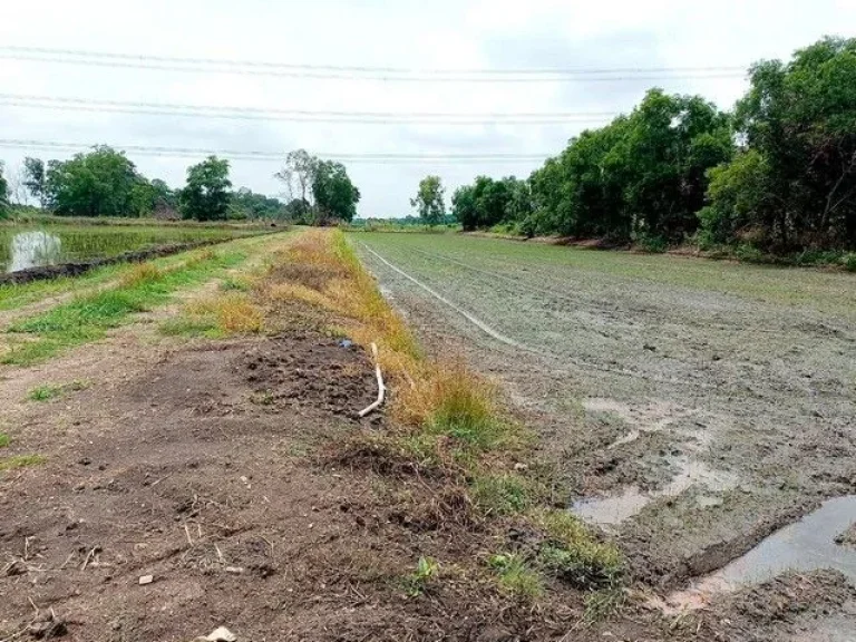 ขายที่ดิน คลอง 12 หนองเสือ 200 ตรว บรรยากาศ ทำเล เหมาะ