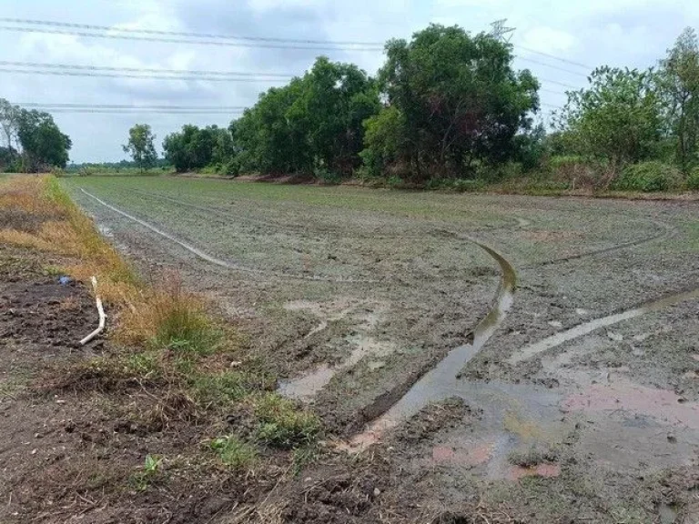 ขายที่ดิน คลอง 12 หนองเสือ 200 ตรว บรรยากาศ ทำเล เหมาะ