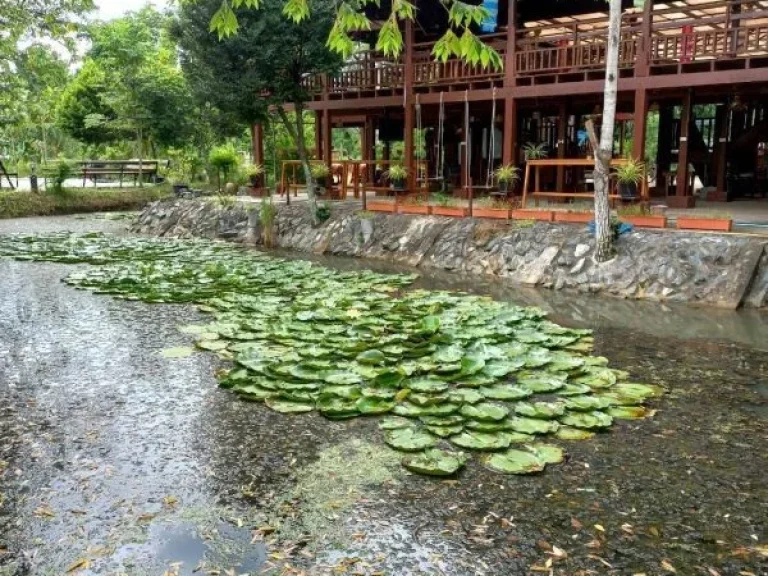 ขายบ้านเรือนไทยประยุกต์ บนเนื้อที่ 7-3-70 ไร่ ตหมอนนาง