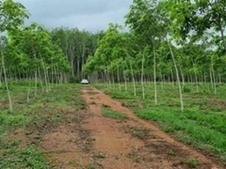 ขายที่ดินพร้อมสวนยาง 41ไร่ ในตัวเมืองจังหวัดตราด ใกล้ตลาด