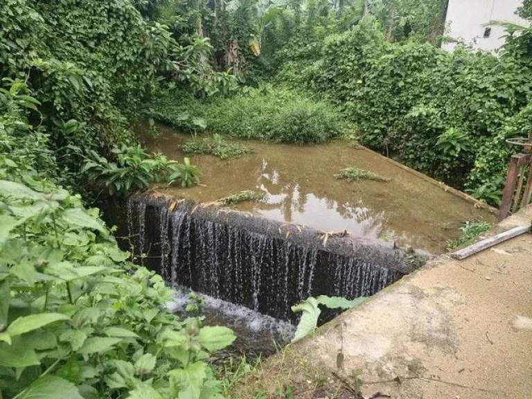 ขายที่ดิน บ้านลิพอน-ควนตาแท่น อำเภอถลาง จังหวัดภูเก็ต