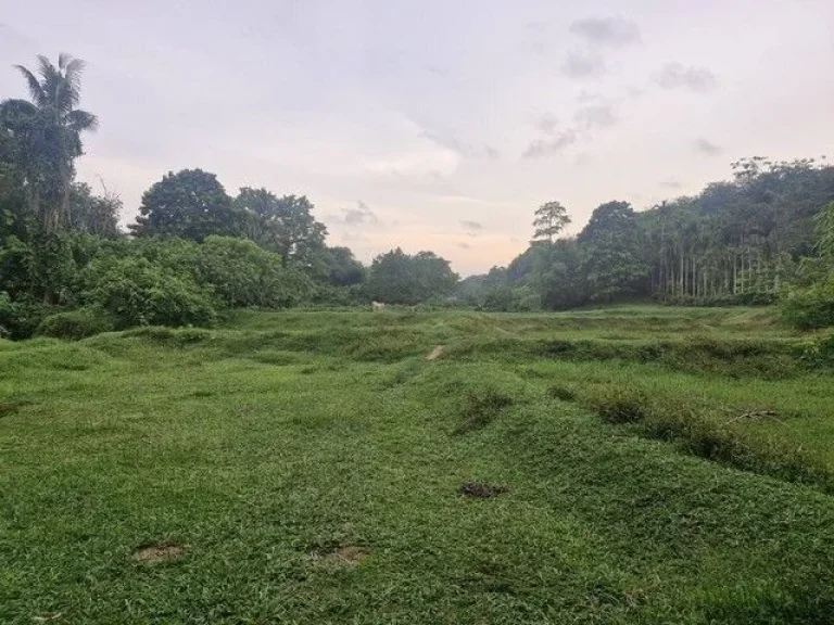 ขายที่ดิน บ้านลิพอน-ควนตาแท่น อำเภอถลาง จังหวัดภูเก็ต