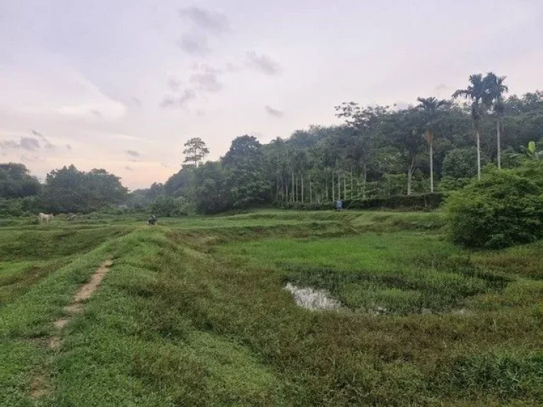 ขายที่ดิน บ้านลิพอน-ควนตาแท่น อำเภอถลาง จังหวัดภูเก็ต