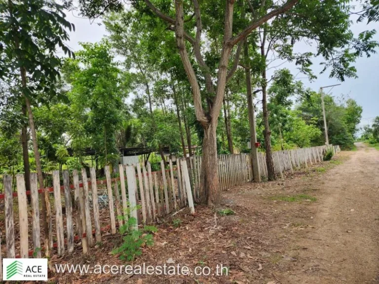 ที่ดินราคาถูก จปทุมฯ อหนองเสือ ตบึงกาสาม ขนาด 200 ตรว