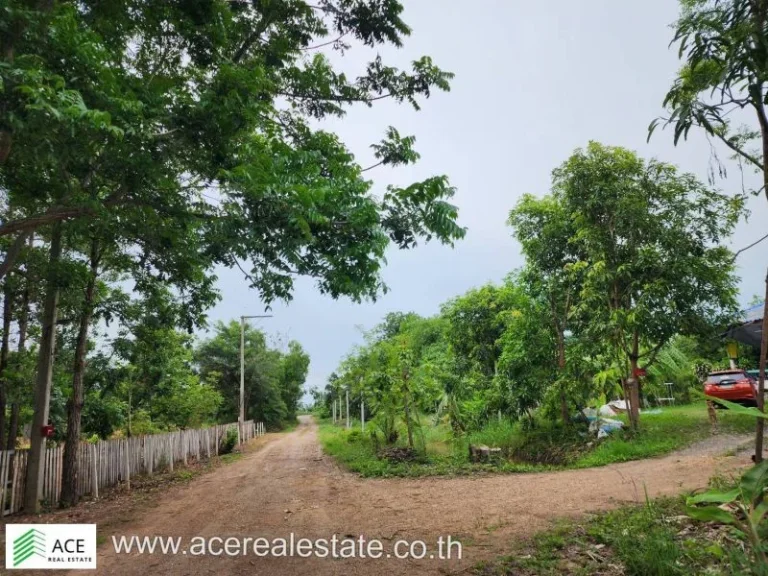 ที่ดินราคาถูก จปทุมฯ อหนองเสือ ตบึงกาสาม ขนาด 200 ตรว