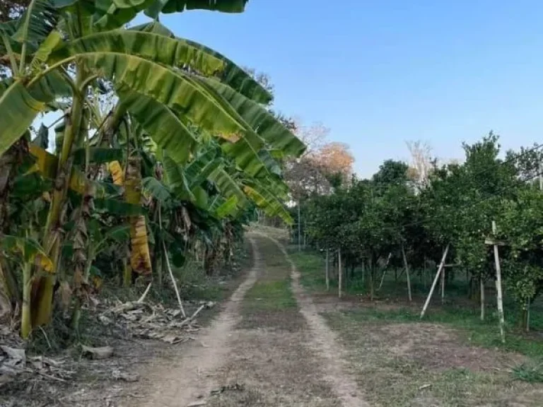 ขายสวนส้มบ้านศรีดงเย็นติดแม่น้ำฝางติดถนนใหญ่พร้อมโอน