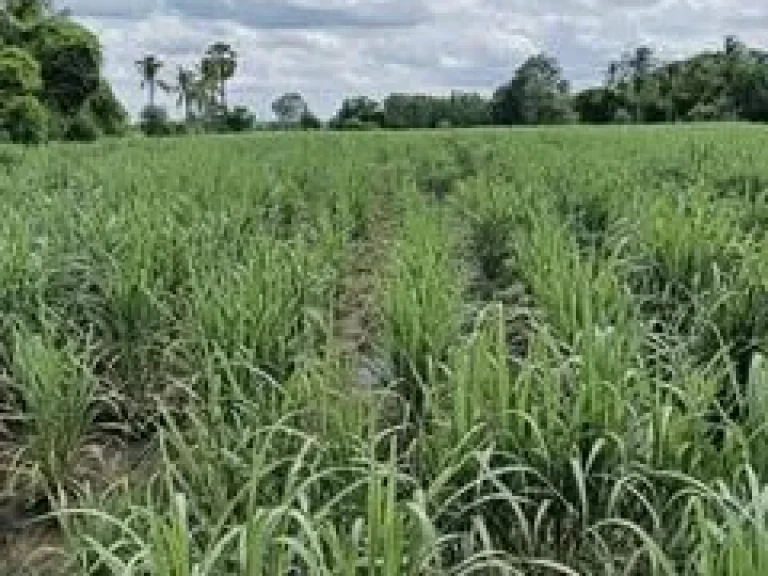 ที่ดิน ตำบลสระกรวด อำเภอศรีเทพ จังหวัดเพชรบูรณ์ พื้นที่ 9 ไร่