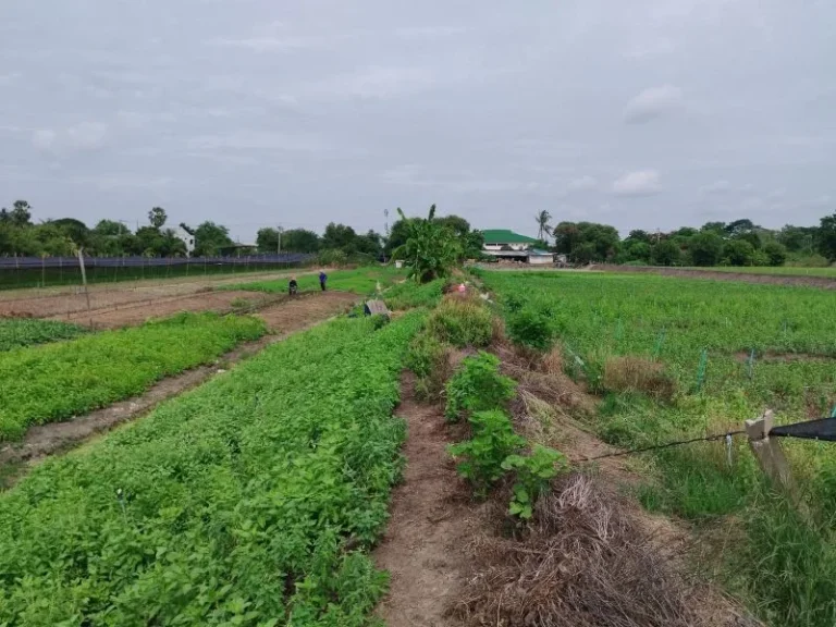 ที่ดินติดถนนเลียบคลองนราภิรมย์ อบางใหญ่ จนนทบุรี