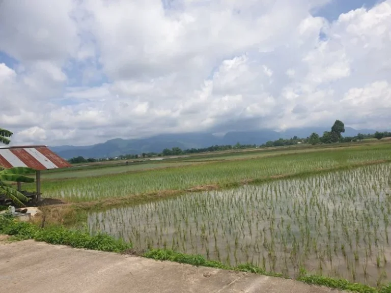 ขายที่ดินตำบลแม่คำ อำเภอแม่จัน จังหวัดเชียงราย พื้นที่ 1