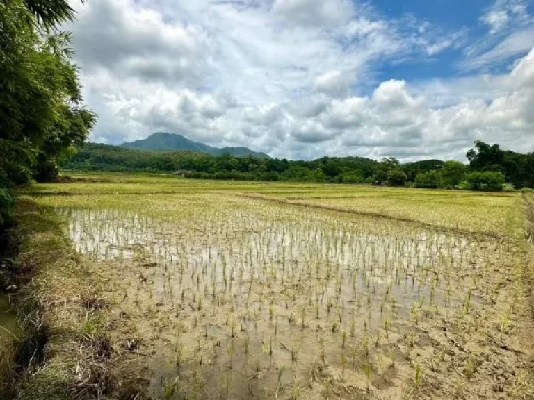 ขายที่นาวิวดอยเมืองงายเชียงดาวโฉนดพร้อมโอนราคาถูก