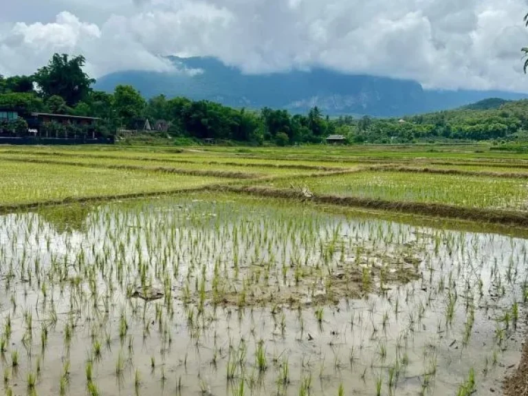 ขายที่นาวิวดอยเมืองงายเชียงดาวโฉนดพร้อมโอนราคาถูก