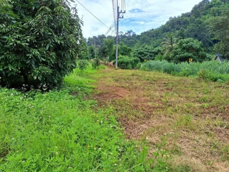 ขายที่ดินติดถนนตำบลเชียงดาวโฉนดพร้อมโอนราคาถูก